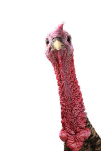 Portrait of a turkey from the head up isolated on a white background. 